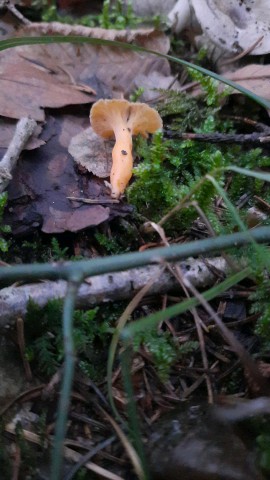 Craterellus lutescens