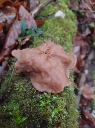 Neogyromitra parma