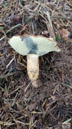Imleria badia