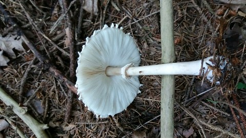 Macrolepiota excoriata
