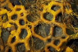 Hemitrichia serpula