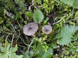 Entoloma querquedula