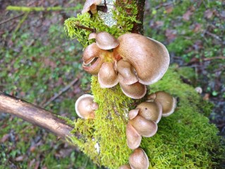 Sarcomyxa serotina