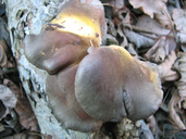 Sarcomyxa serotina