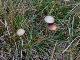 Protostropharia luteonitens