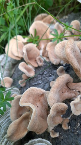 Panus neostrigosus