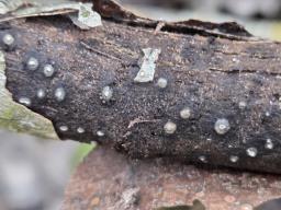 Cytospora nivea