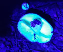 Russula rosea