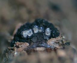 Cucurbitaria berberidis