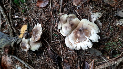 Tricholoma saponaceum