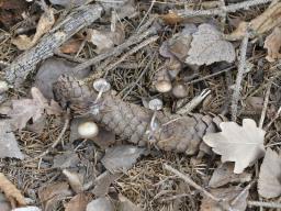 Mycena plumipes