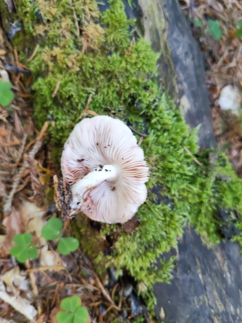 Pluteus petasatus