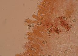 Pholiota lenta