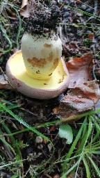 Butyriboletus appendiculatus