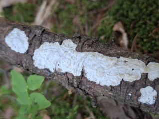 Sebacina calcea