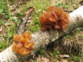 Phaeotremella foliacea