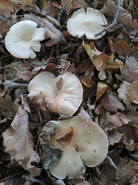 Lepista glaucocana