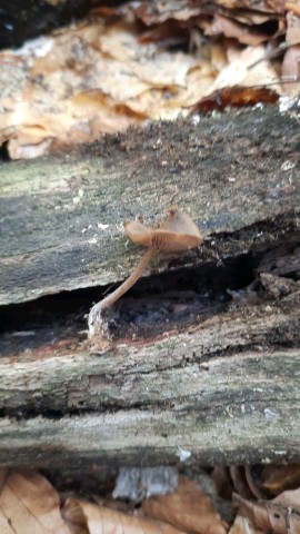 Simocybe centunculus