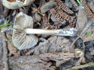 Entoloma aprile