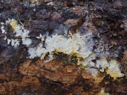 Piloderma bicolor