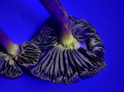Cortinarius venetus