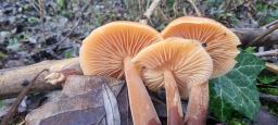 Flammulina elastica