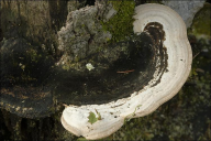 Trametes gibbosa