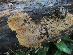Tomentella crinalis