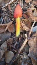 Hygrocybe conica