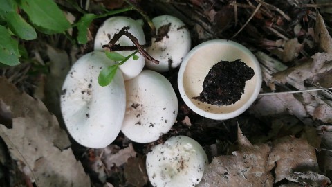 Lactifluus piperatus
