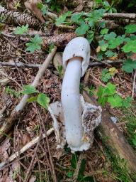 Amanita brunneofuliginea