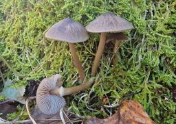 Entoloma conferendum var. conferendum