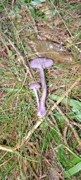 Laccaria amethystina