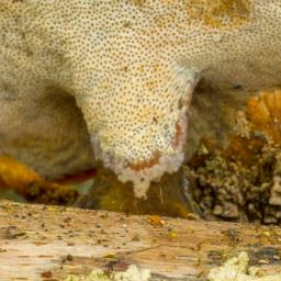 Cerioporus varius