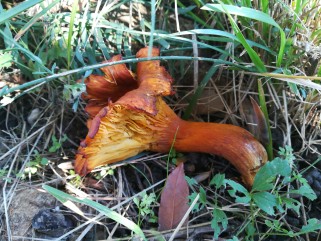 Omphalotus olearius