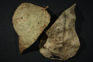 Uromyces appendiculatus