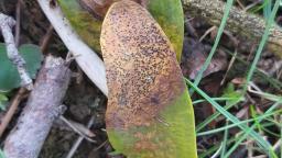 Botryosphaeria visci