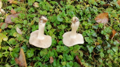 Hebeloma leucosarx
