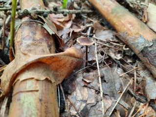 Auriscalpium vulgare