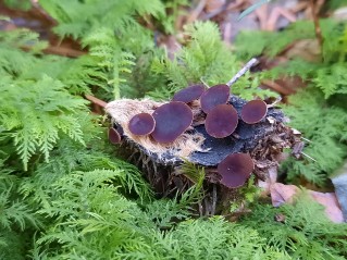 Lanzia echinophila