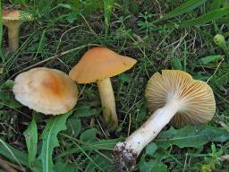 Cuphophyllus pratensis