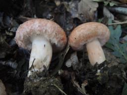 Lactarius torminosus