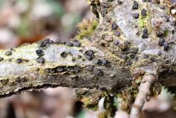 Melogramma campylosporum