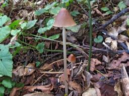 Parasola conopila
