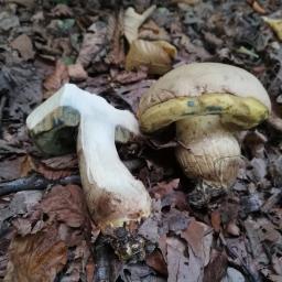 Caloboletus radicans