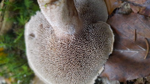 Sarcodon imbricatus