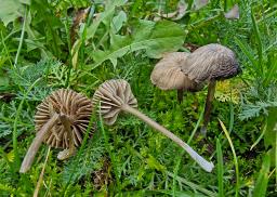 Entoloma undulatosporum