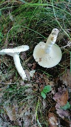 Lactifluus piperatus