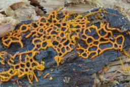 Hemitrichia serpula