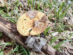 Lentinus brumalis
